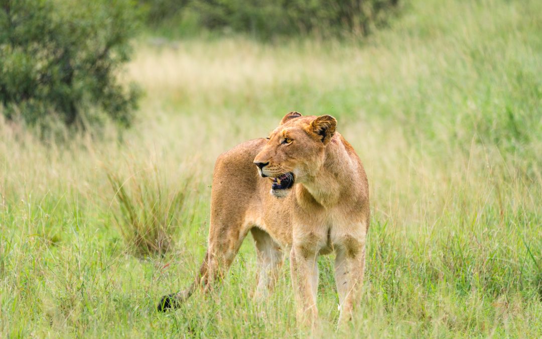 20 Wildlife Photography Tips: Secrets to Stunning Wildlife Photography on Safari
