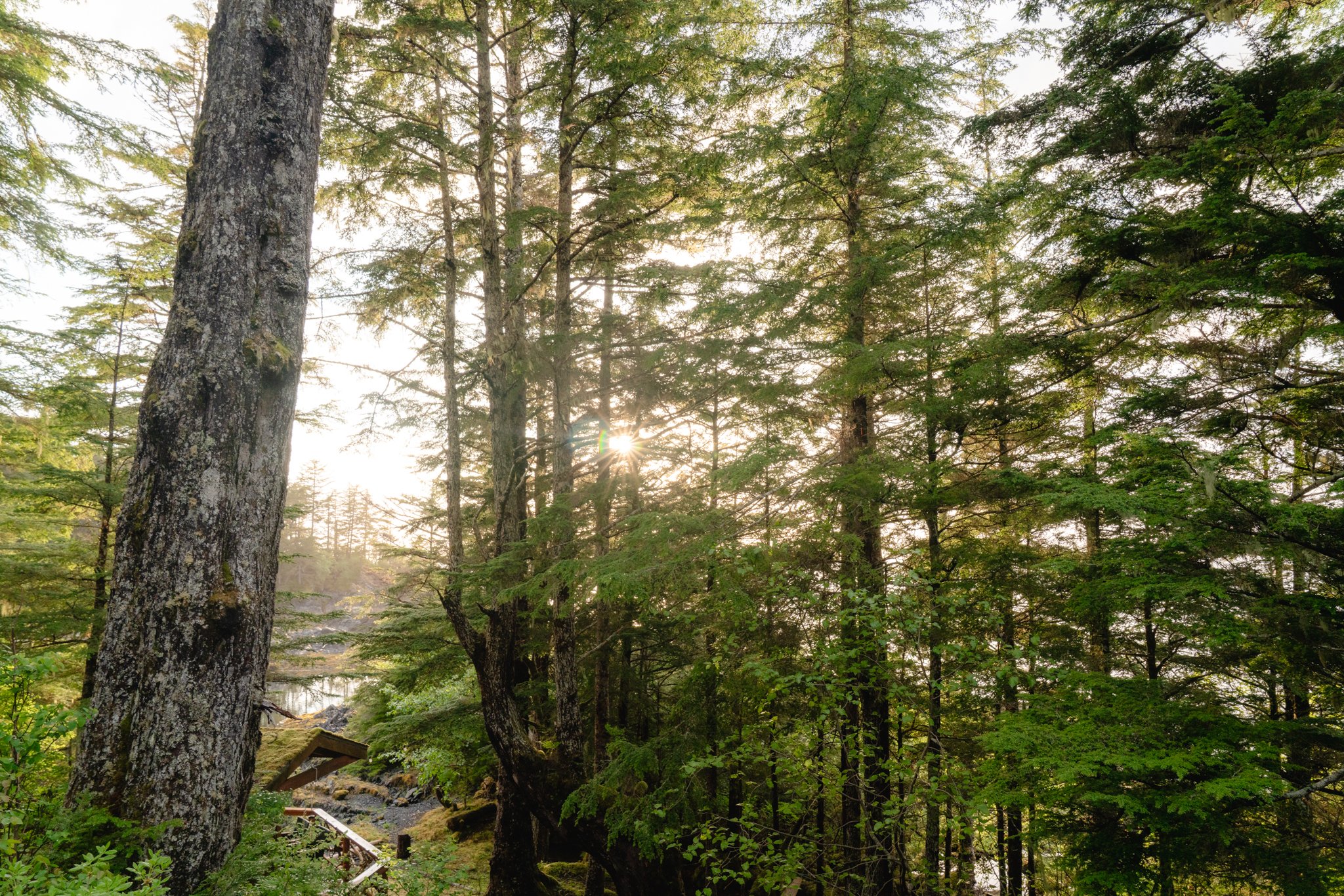 roamfreerebecca-mertz-island-sitka-alaska-united-states-north-america-05097