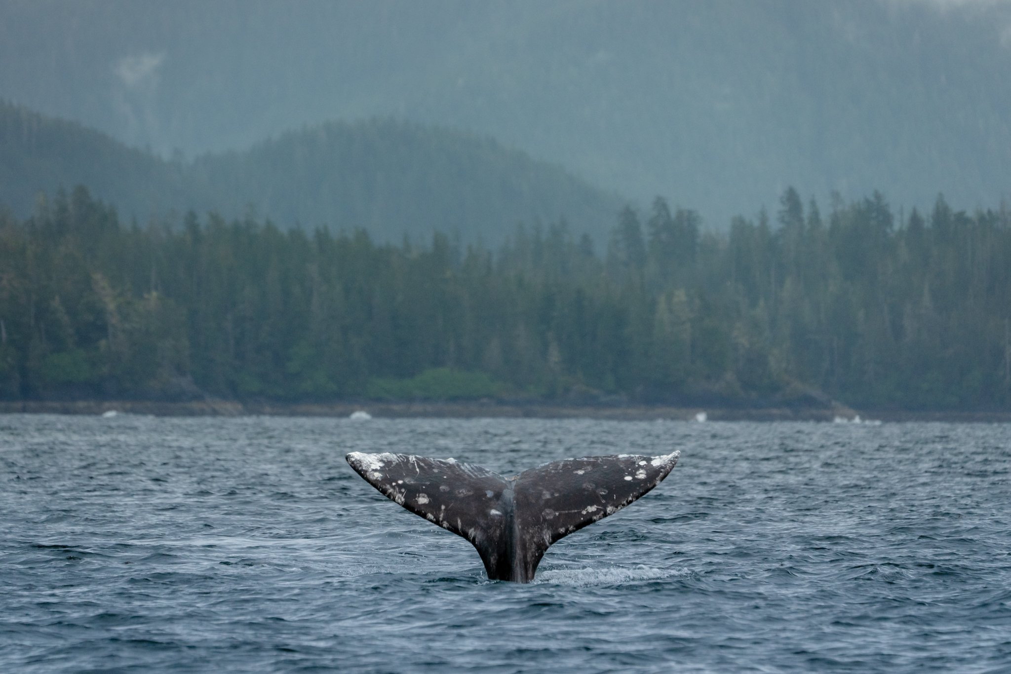 roamfreerebecca-whale-watching-tour-sitka-alaska-united-states-north-america-05283