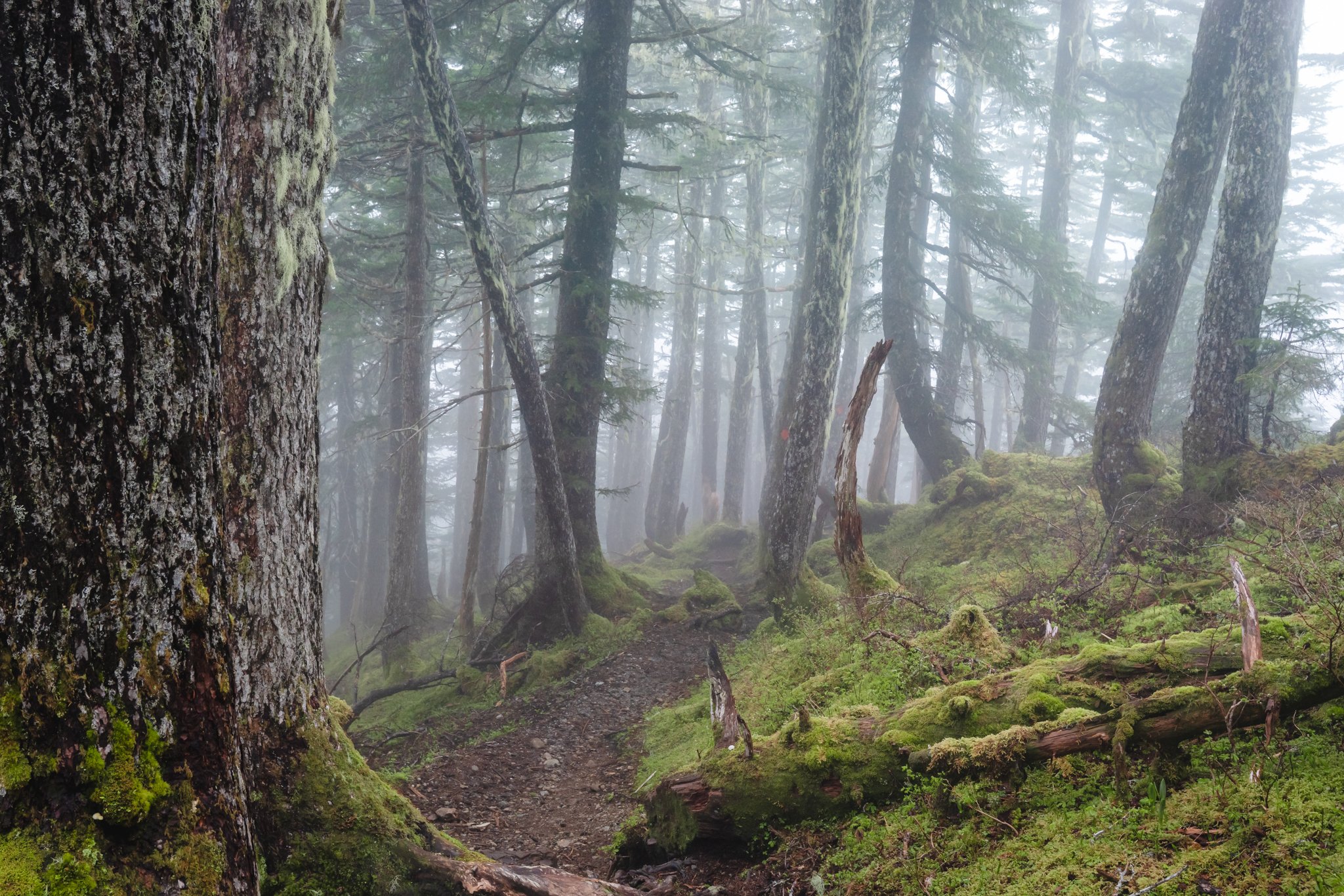 roamfreerebecca-forest-sitka-alaska-united-states-north-america-05753