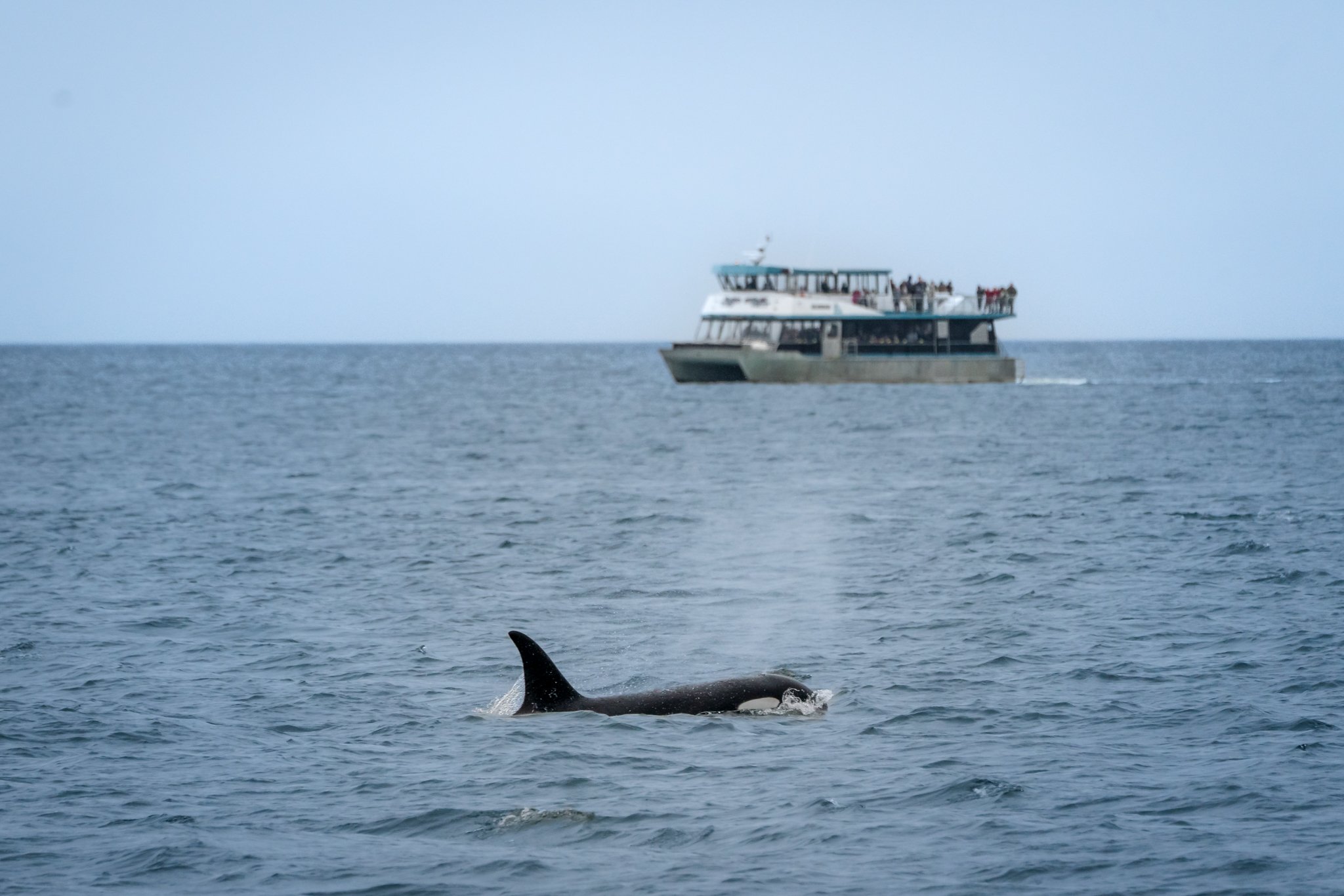 roamfreerebecca-killer-whale-whale-watching-tour-juneau-alaska-united-states-north-america-06780