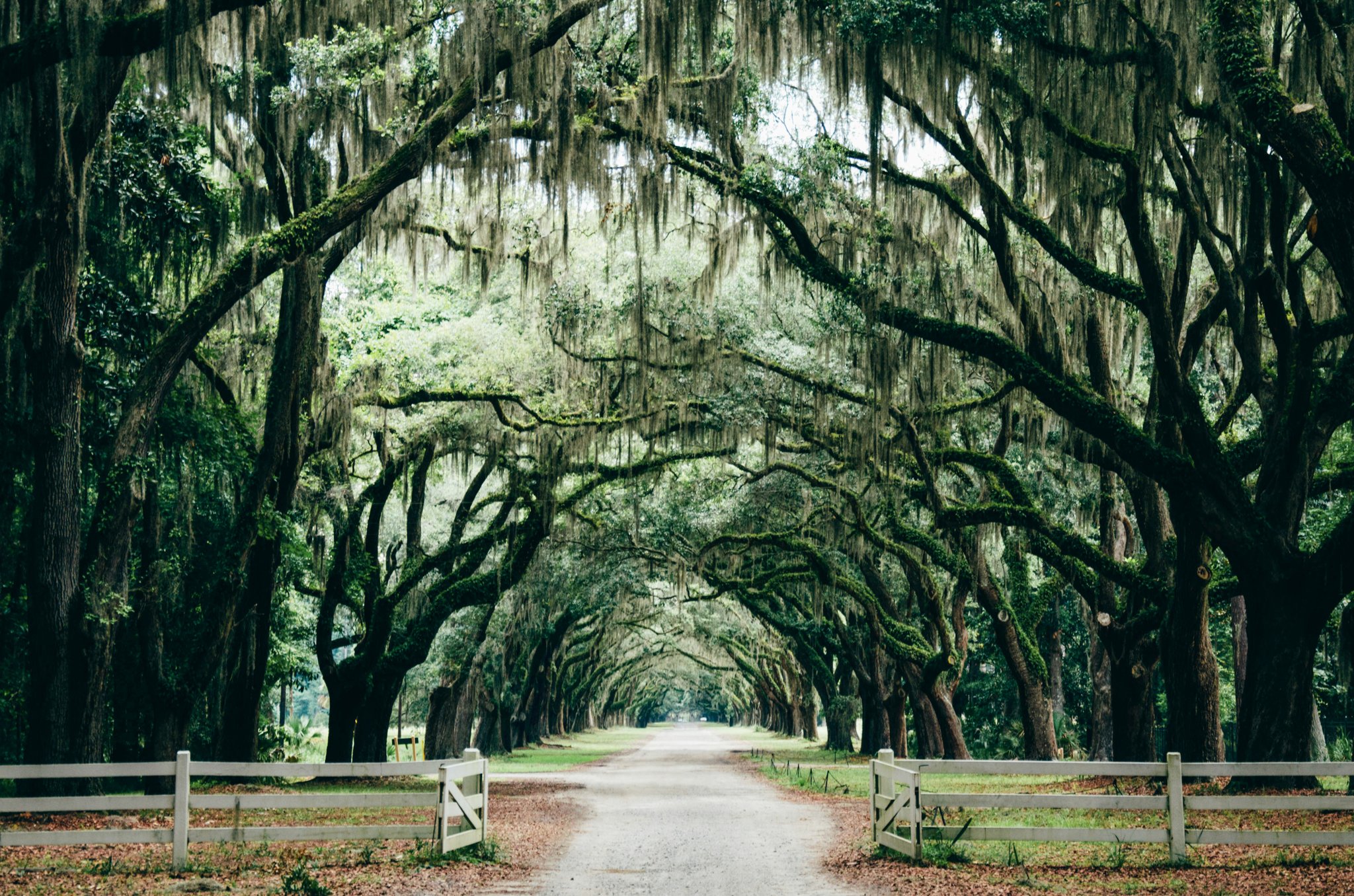 roamfreerebecca-savannah-georgia-united-states-north-america