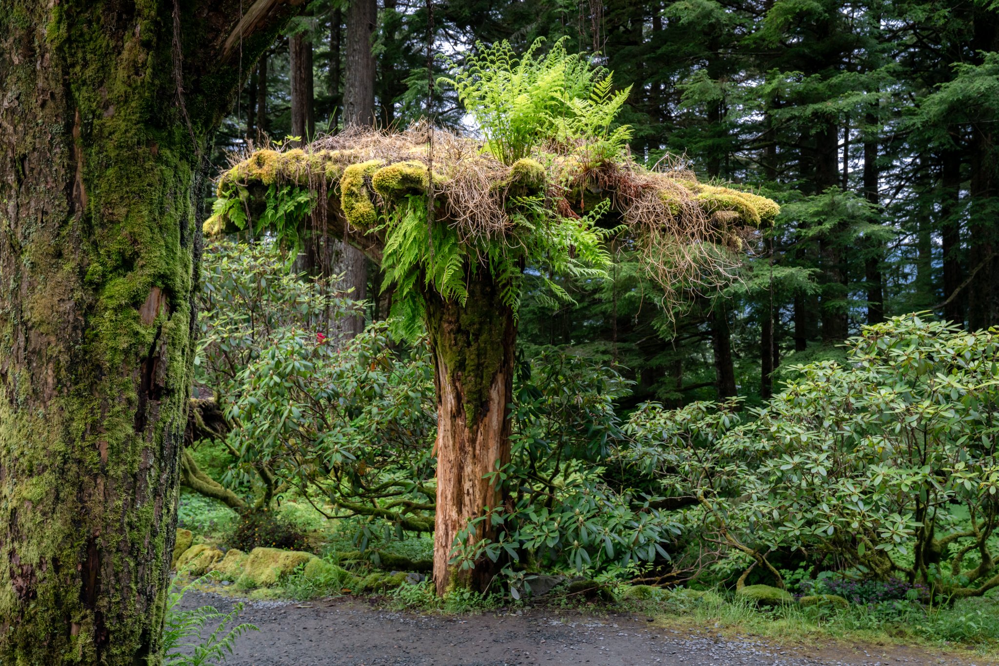 roamfreerebecca-upside-down-tree-glacier-gardens-rainforest-adventure-juneau-alaska-united-states-north-america-07186