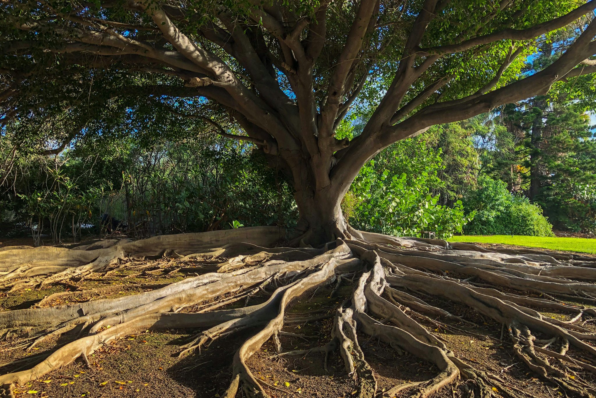 roamfreerebecca-banyan-tree-kauai-hawaii-united-states-north-america-1