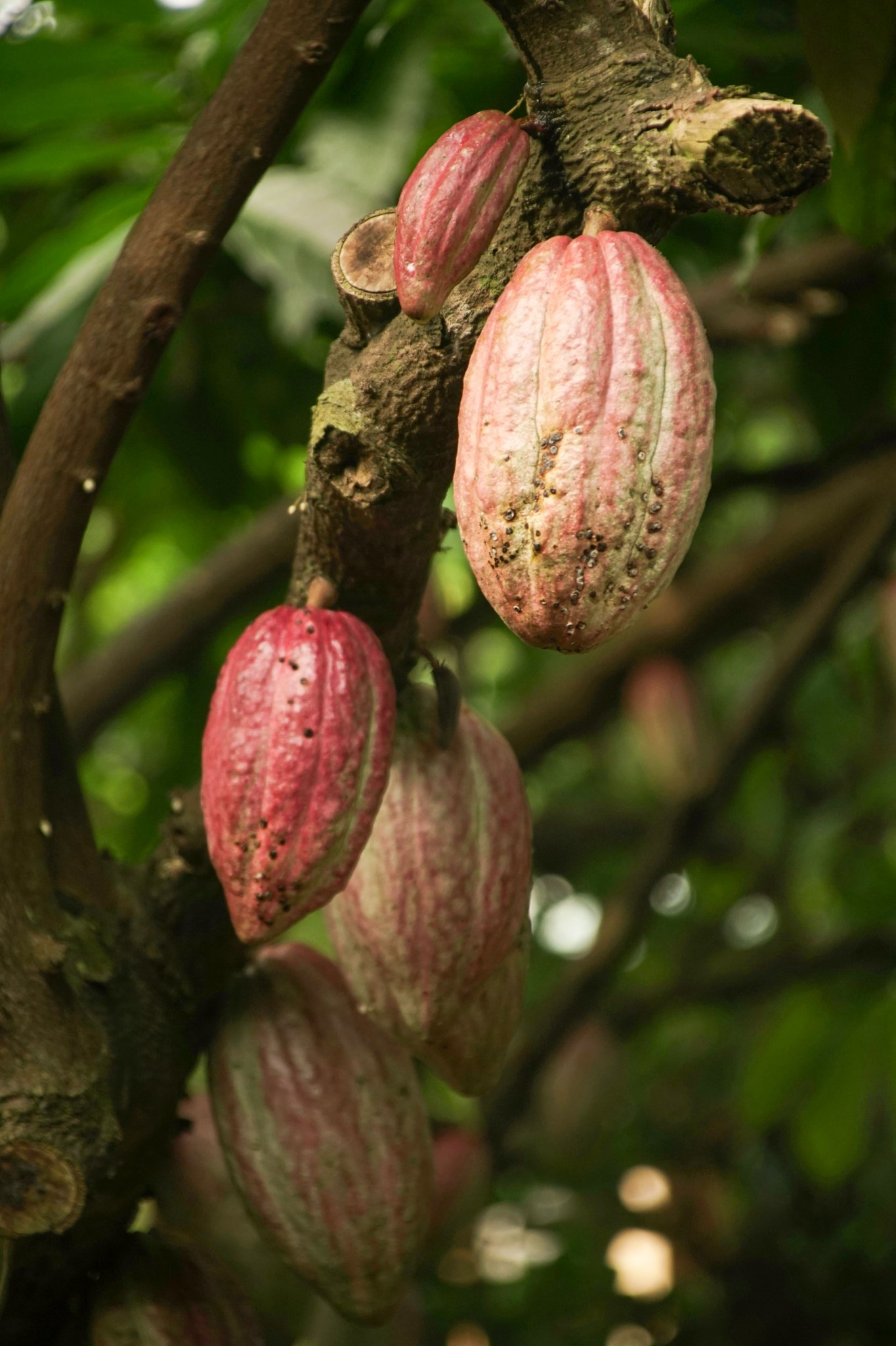 roamfreerebecca-chocolate-pod-cacao-kauai-hawaii-united-states-north-america-