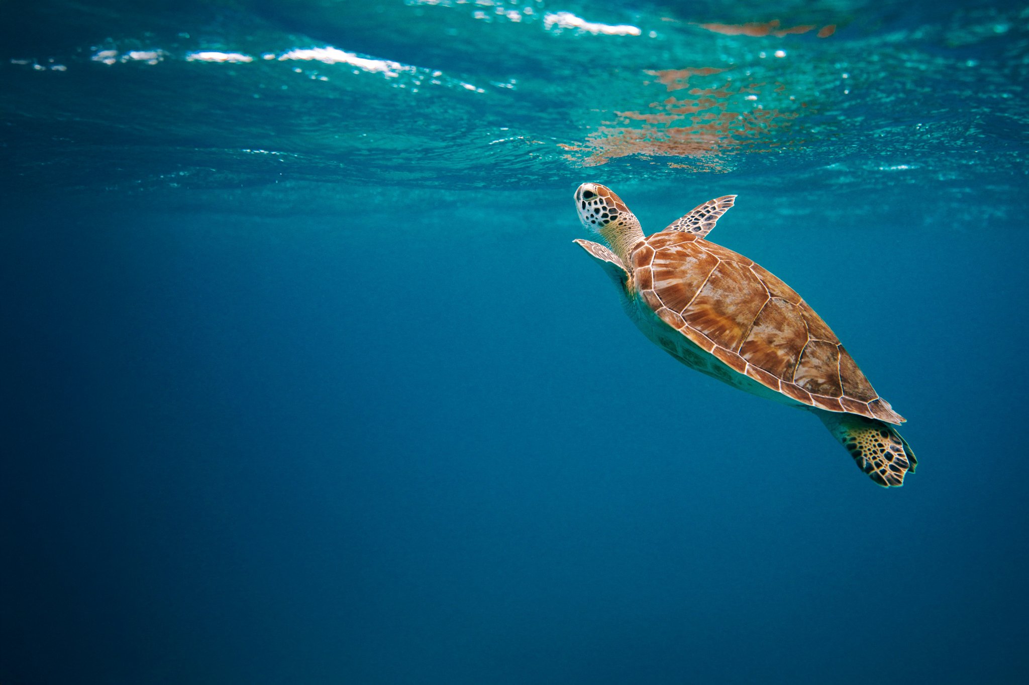 roamfreerebecca-turtle-kauai-hawaii-united-states-north-america-1