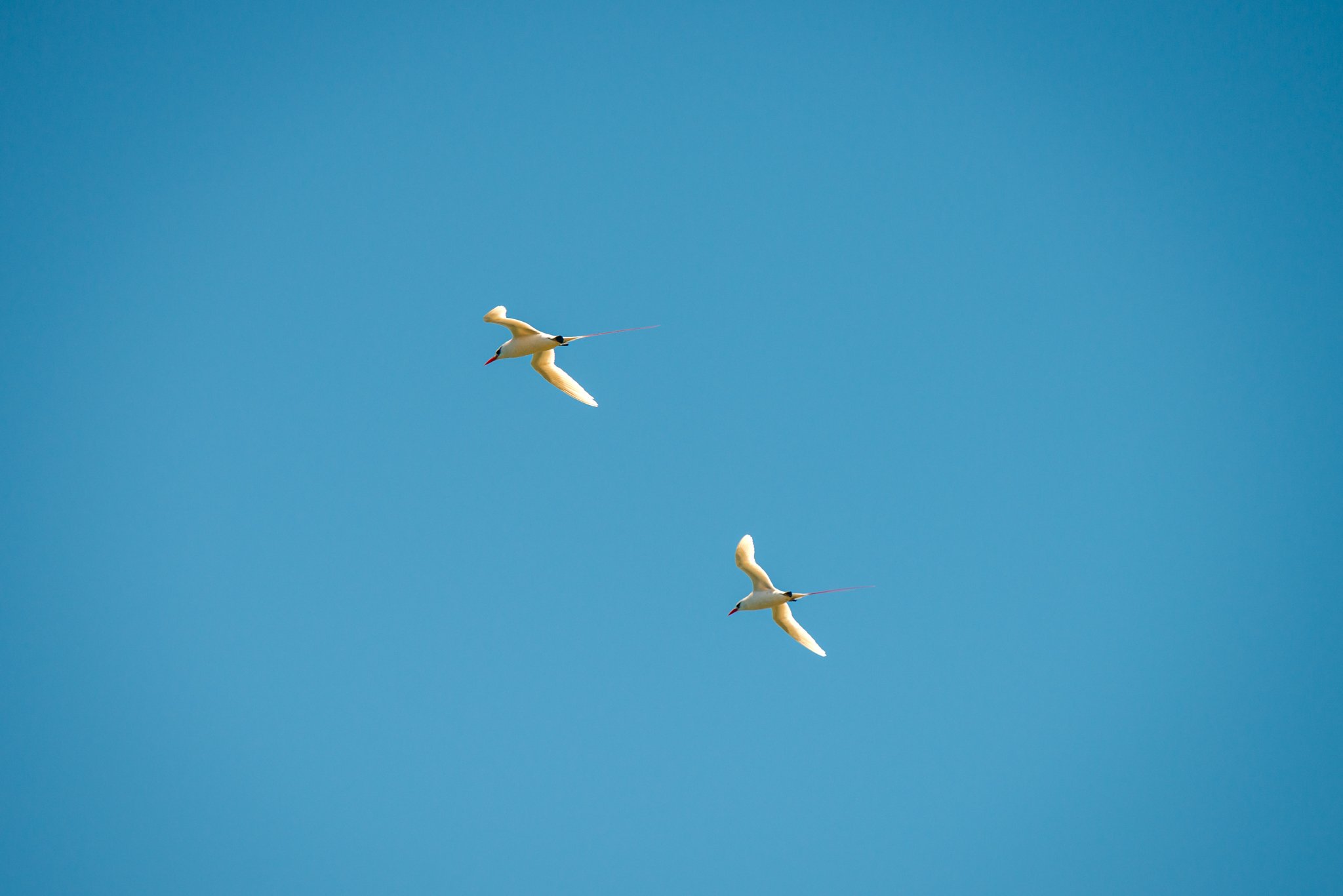 roamfreerebecca-white-tailed-tropicbird-Kīlauea-point-national-wildlife-refuge-kauai-hawaii-united-states-north-america-2457 (1)