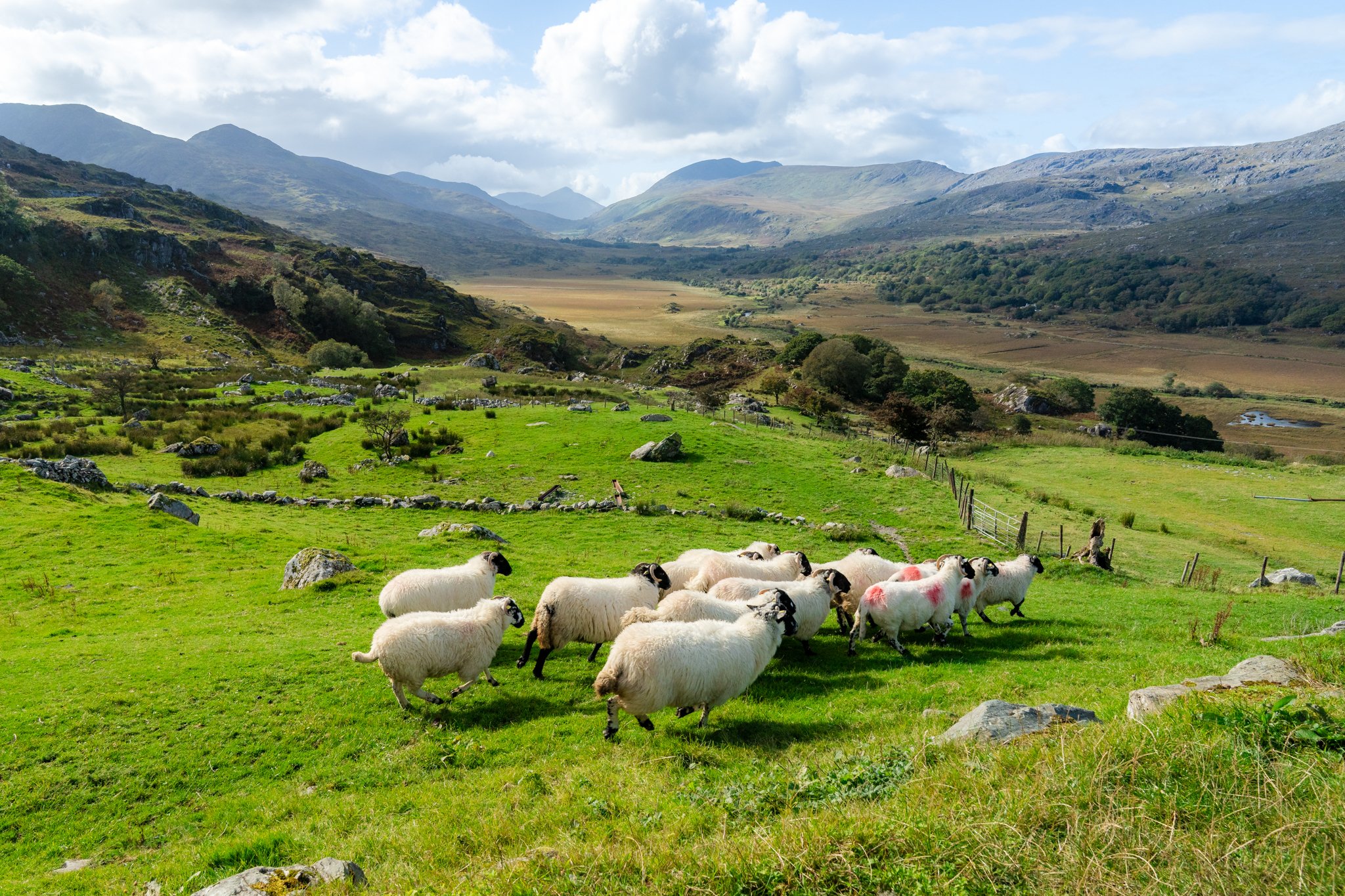 roamfreerebecca-kissane-sheep-farm-kerry-ireland-europe-00288