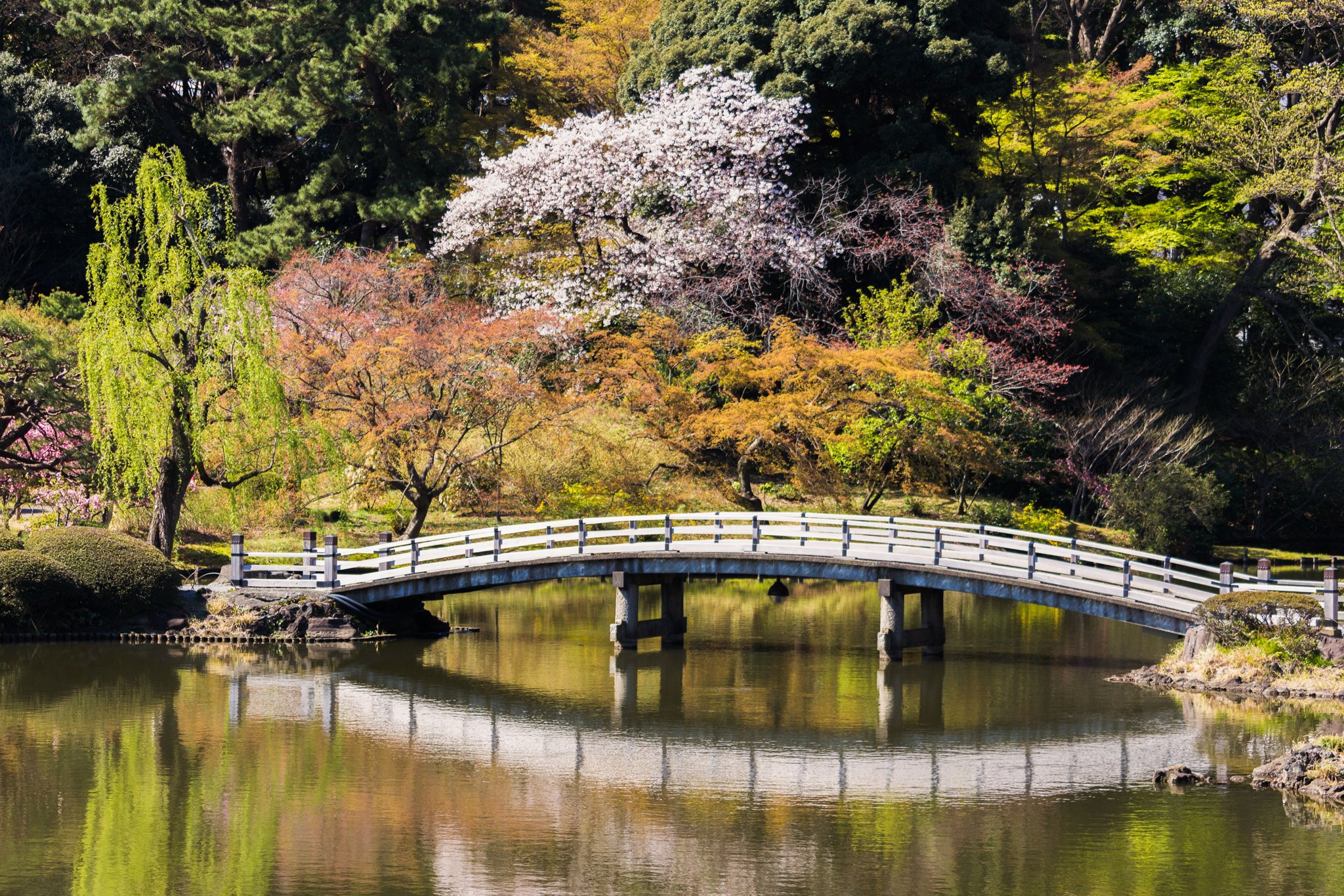 roamfreerebecca-Shinjuku-Gyoen-National-Garden-tokyo-japan-asia-