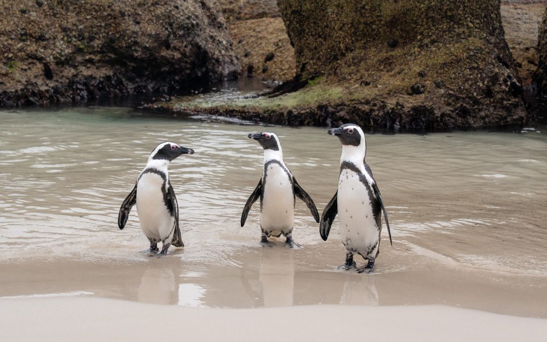 8 Best Tours in Cape Town For an Epic & Truly Unforgettable Trip
