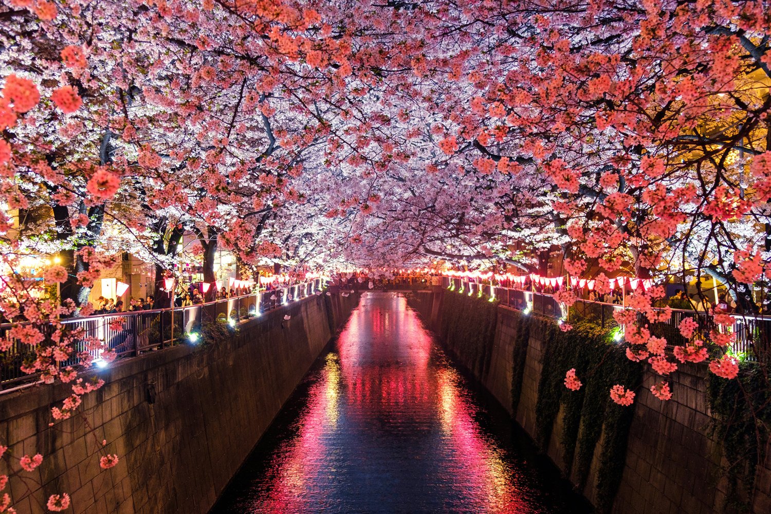 roamfreerebecca-spring-sakura-cherry-blossoms-tokyo-japan-asia