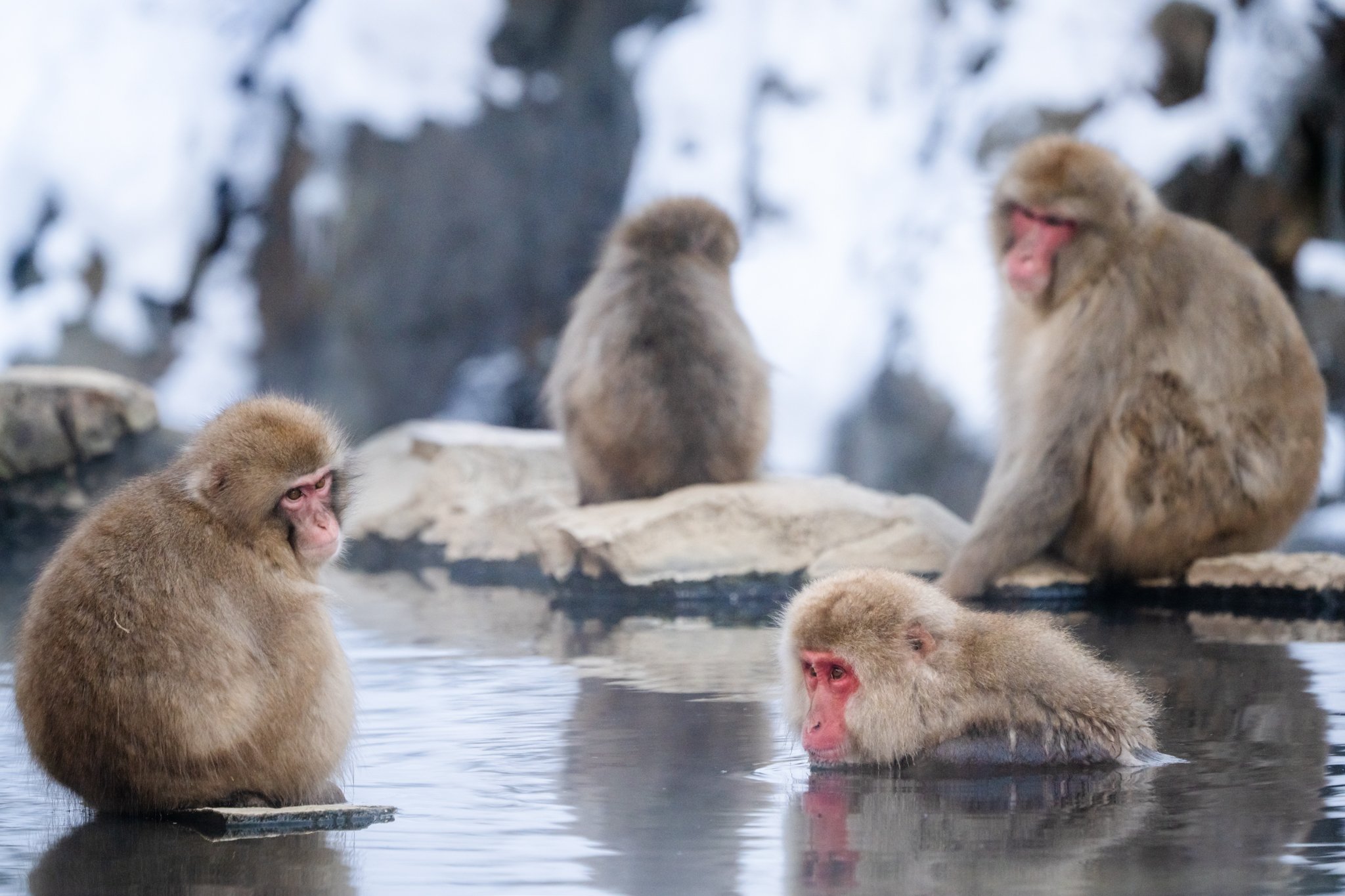 roamfreerebecca-winter-snow-monkeys-Jigokudani-Monkey-Park-nagano-japan-asia-00938