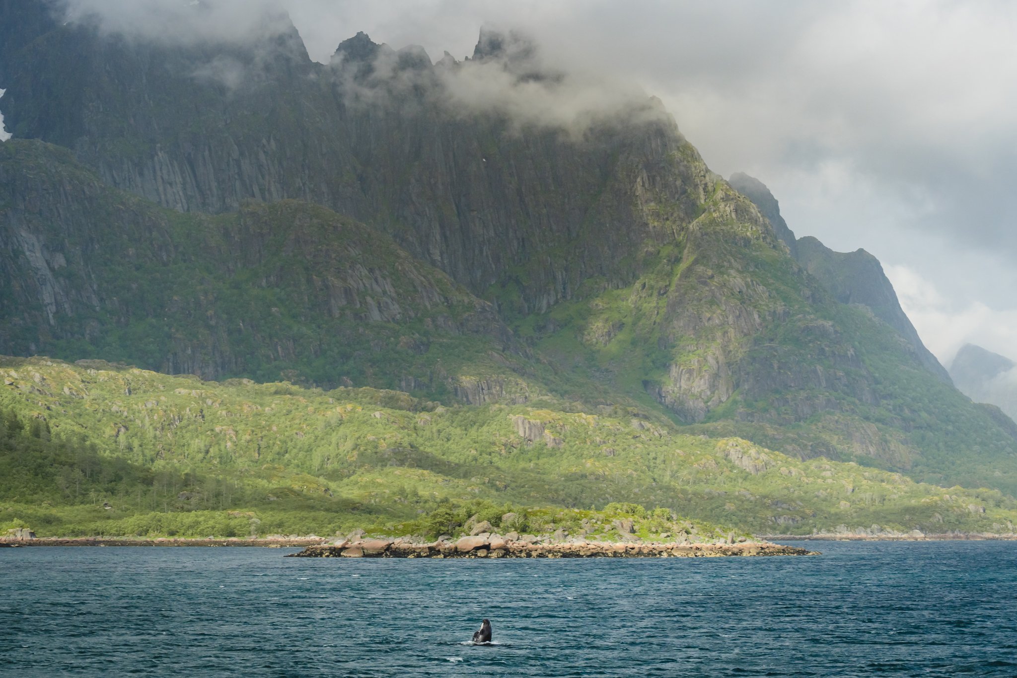 roamfreerebecca-fjord-tour-pilot-whale-Svolvær-lofoten-islands-norway-europe-00355